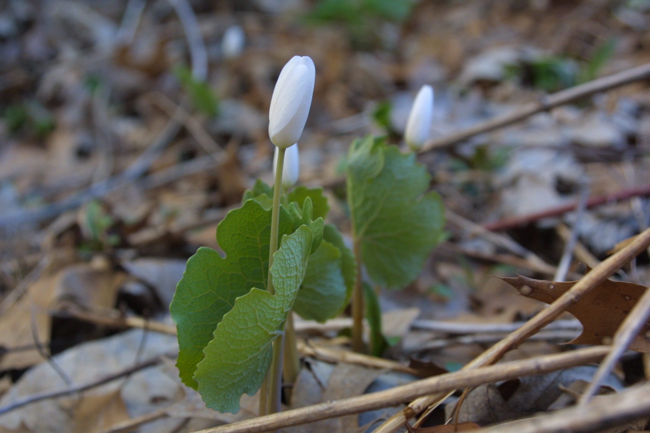 Bloodroot, spring ephemeral flower, not yet opened.