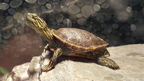 Painted turtle at Springbrook animal feeding